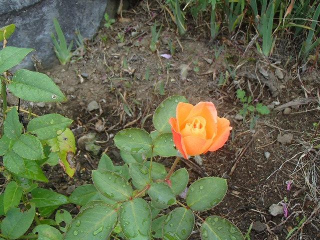 2020年10月。アンネのバラがオレンジ色の花をつけました。