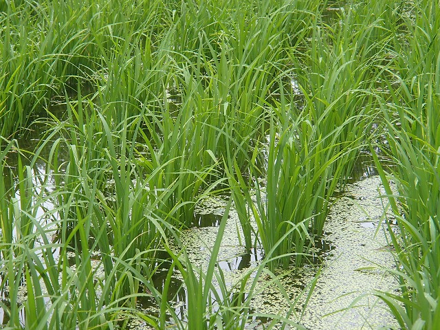 2022年６月。冬はスケート場となる田んぼに植えた稲が、順調に育っています。